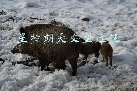 星特朗天文望远镜评测(给孩子一双千里眼，星特朗双筒望远镜体验)