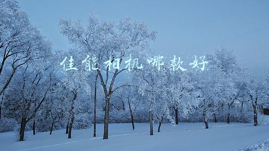 佳能相机哪款好