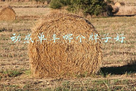 动感单车哪个牌子好点(十大公路车品牌榜中榜，公路自行车品牌排行榜)