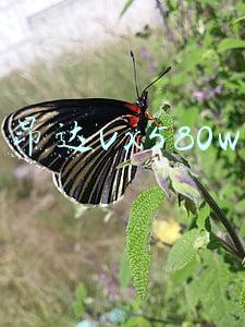 昂达vx580w