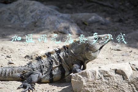 加盟两元店靠谱吗:加盟两元店哪家最靠谱