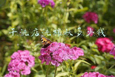 干洗店洗一件棉袄大概多少钱：干洗店干洗一件棉袄多少钱