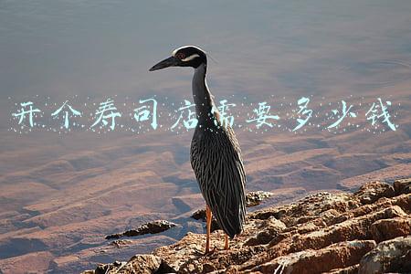 开寿司店赚钱吗?-开一家寿司店赚钱吗