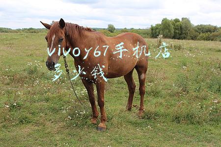 vivoy67多少钱现在买多少钱(vivoy67多少钱现在卖多少钱)