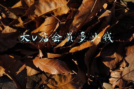 大v店官网（大v店是什么）