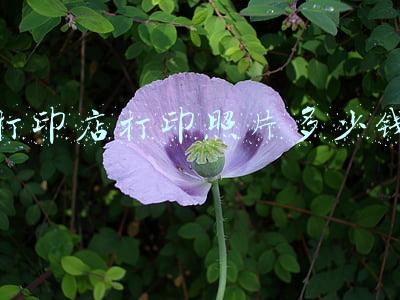 一般的打印店可以打印照片吗（打印店可以打印照片吗）