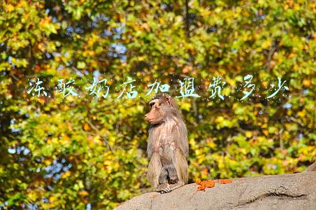 冰淇淋批发加盟代理_代理加盟酸奶冰淇淋