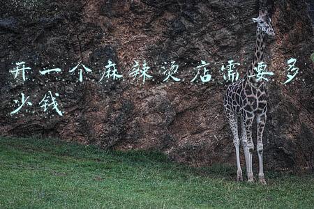 怎么开一个淘宝店-怎么开一个淘宝店铺