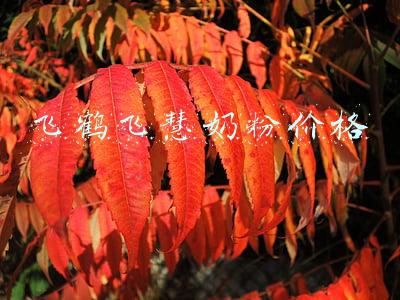 飞鹤飞帆奶粉多少钱(飞鹤星飞帆价格到底有多乱？一段230？)