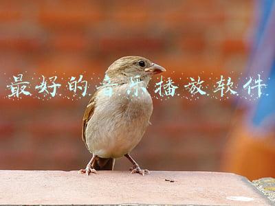最好的音乐播放软件