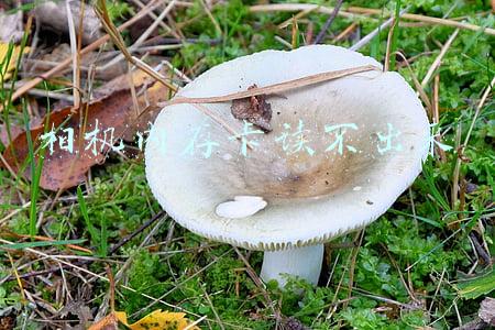 相机内存卡读不出来需要格式化怎么办(相机内存卡提示需要格式化，如何找回照片文件？)