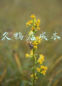 做久久鸭店大概投资多少,真实回答_做久久鸭店大概投资多少