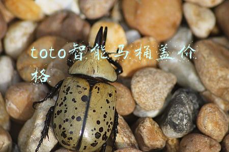 toto智能马桶盖价格