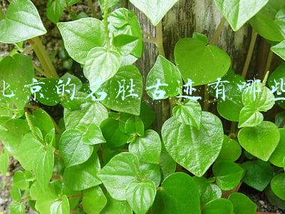 北京有什么名胜古迹(纸上逛北京，这份“攻略”能让孩子快速了解北京的历史文化精华)