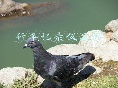 行车记录仪品牌