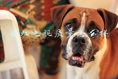 长虹电视质量怎么样