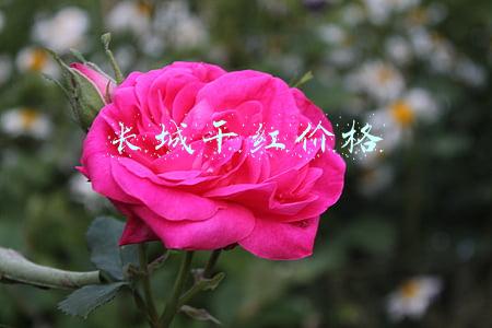 长城干红价格表2018(8月1日起涨出厂价，违规三罚，长城的“五星”决心你get到了吗？)