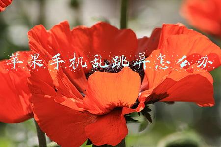 苹果手机乱跳屏怎么办