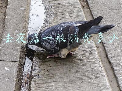 艾莎去夜店小游戏手机版-艾莎去夜店小游戏