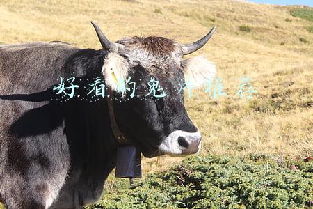 好看的鬼片推荐恐怖片(豆瓣恐怖片评分TOP4，这究竟是什么神片)