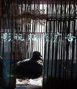 广告贴片是什么(每10分钟扫描一次 看电视也会泄露隐私？专家呼吁行业主管部门主动出击)