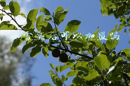 dq冰雪皇后加盟官网(CHN郑州国际连锁加盟博览会明年5月举办 届时全球连锁加盟品牌将汇聚于此)