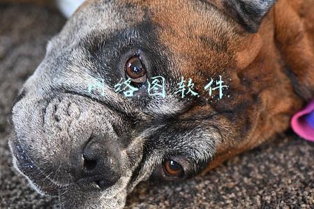 网络图软件