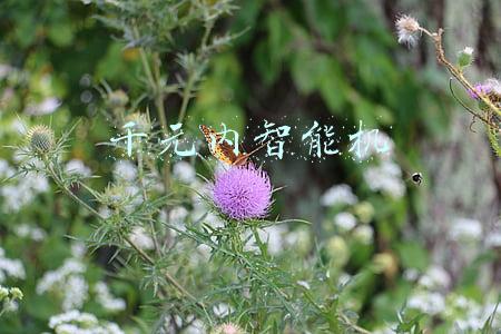 千元内智能机