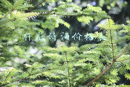 轩尼诗酒价格表