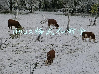 linux格式化文件系统(详解:Linux 硬盘，格式化，分区 详解)