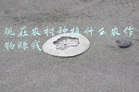 现在农村种植什么农作物赚钱