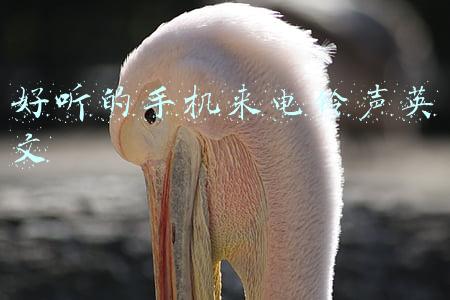 好听的手机来电铃声英文