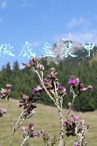 4s店底盘装甲一般多少钱：4s店做底盘装甲要多少钱