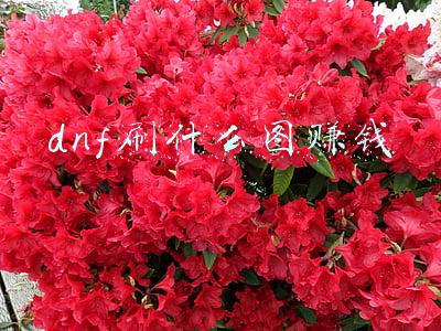 dnf刷什么图赚钱