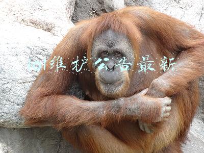 英雄联盟维护到几点今天lol维护公告最新(lol维护到几点今天 英雄联盟维护公告2021最新)