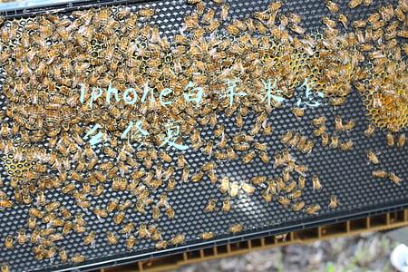iphone 白苹果 修复(「手机维修自学教程」白苹果重启故障修复 苹果维修小技巧)