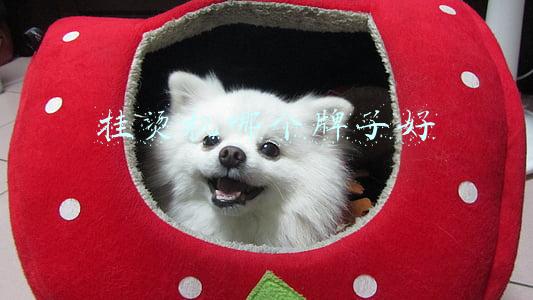 挂烫机哪个牌子好