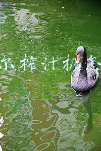 苏泊尔榨汁机怎么用