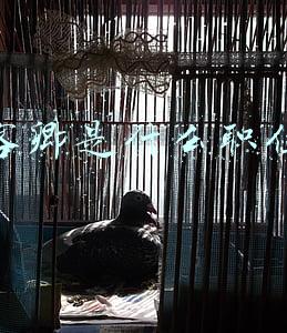 客卿是什么职位