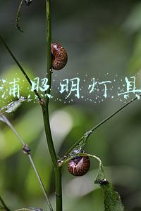 飞利浦日光灯价格(飞利浦发布全新飞凡LED灯管)