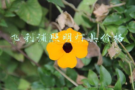 飞利浦照明灯具价格表(飞利浦“智慧光”点亮老洋房传奇“轻松享”个性化家居照明氛围)