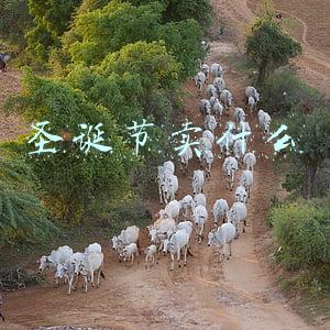 圣诞节卖什么