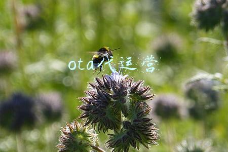ota代运营