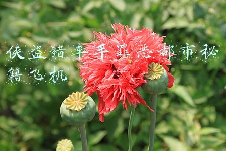 侠盗猎车手罪恶都市秘籍飞机