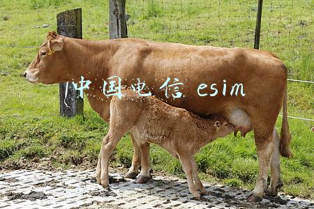 中国电信 esim