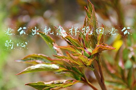 出轨后我真的后悔,怎么才能挽回老公的心(教你挽回出轨老公 重新夺回他的心)