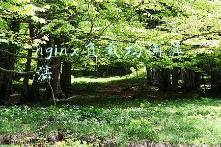 nginx负载均衡算法