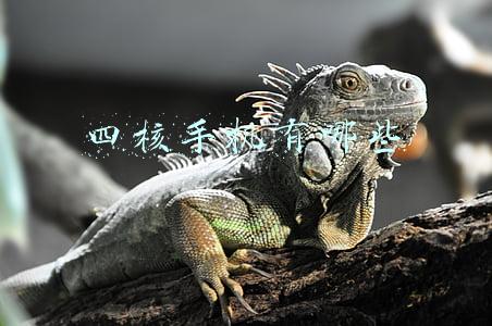 四核手机有哪些