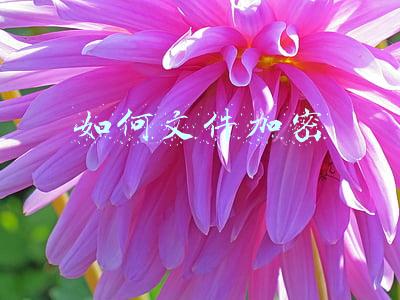 如何给文件夹加密(软网推荐：保密！给文件夹上个密码锁)