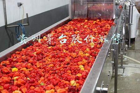 贵州茅台股价涨停